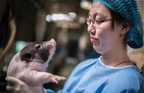 猪抽血视频,兽医操作与动物福利关注