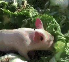 好白菜都被猪拱了视频,揭秘网络热梗背后的故事